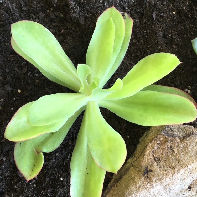 plant image 649107 plant image 649107