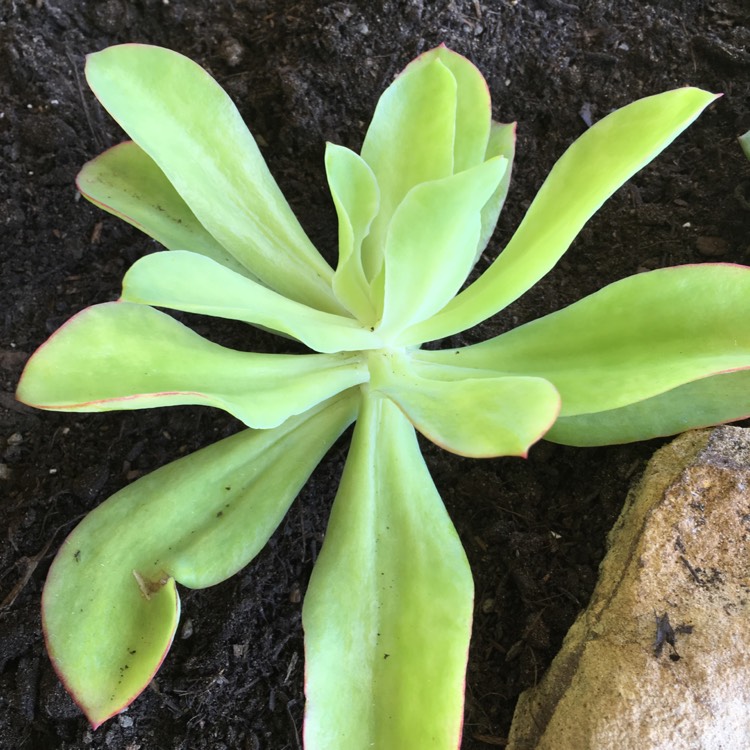 plant image 649109 plant image 649109