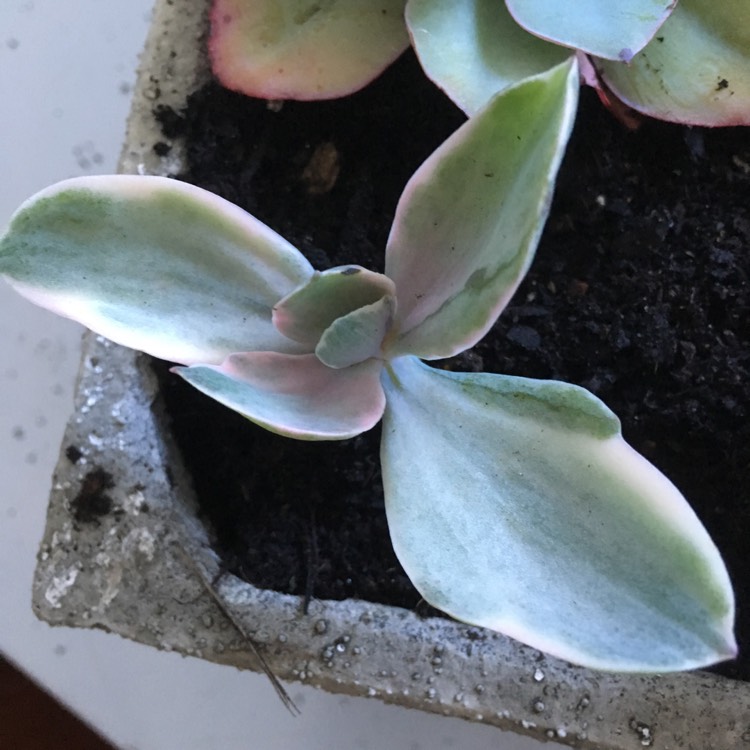 plant image 649120 plant image 649120