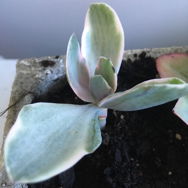 plant image 649121 plant image 649121