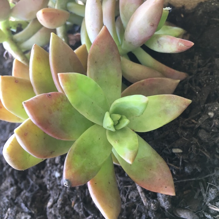 plant image 649130