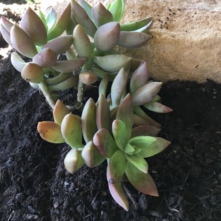 plant image 649131