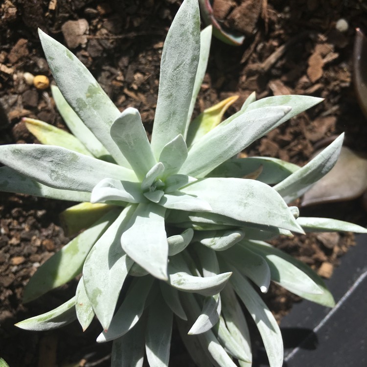 plant image 651052 plant image 651052