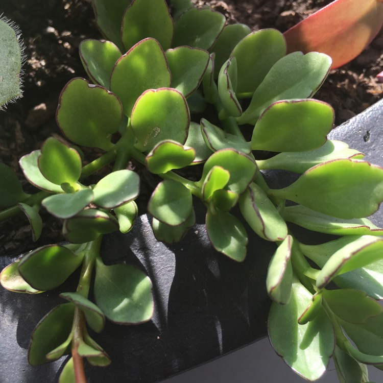 plant image 651062