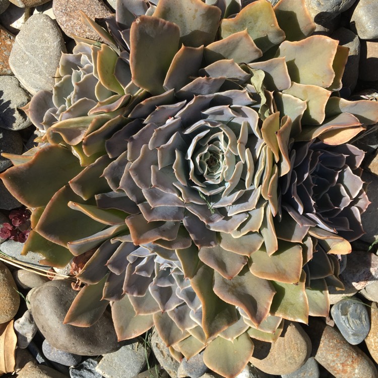 plant image 655438