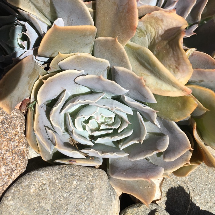plant image 655439