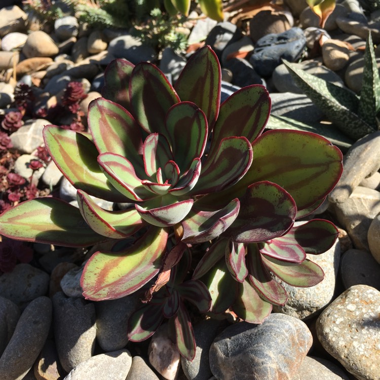 plant image 655477 plant image 655477