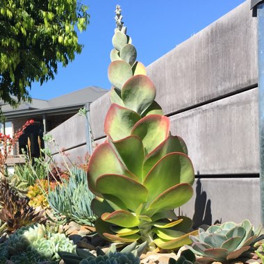 Kalanchoe luciae 'Flapjack'