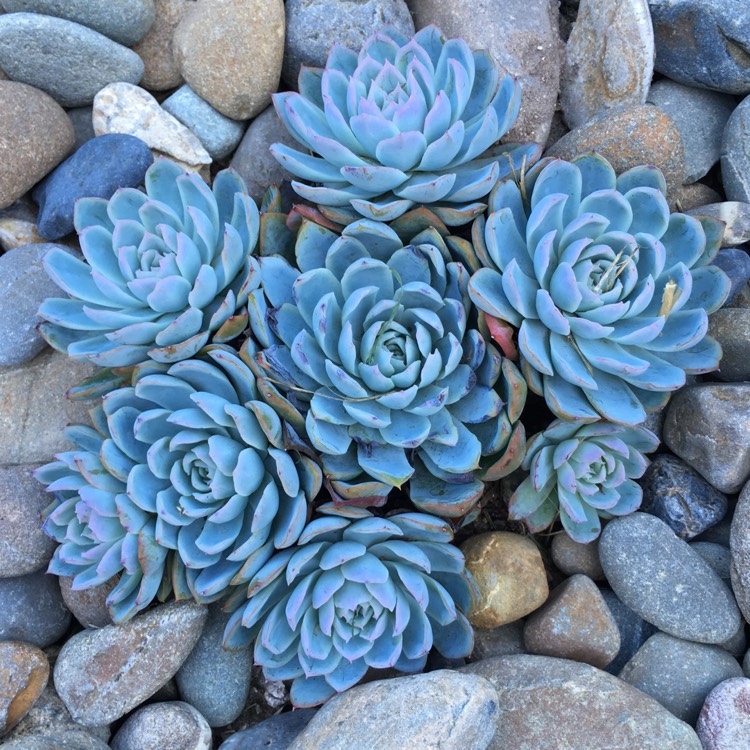 plant image 655710