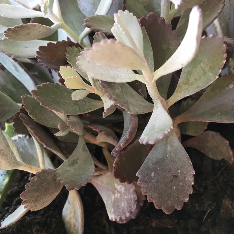 plant image 656315 plant image 656315