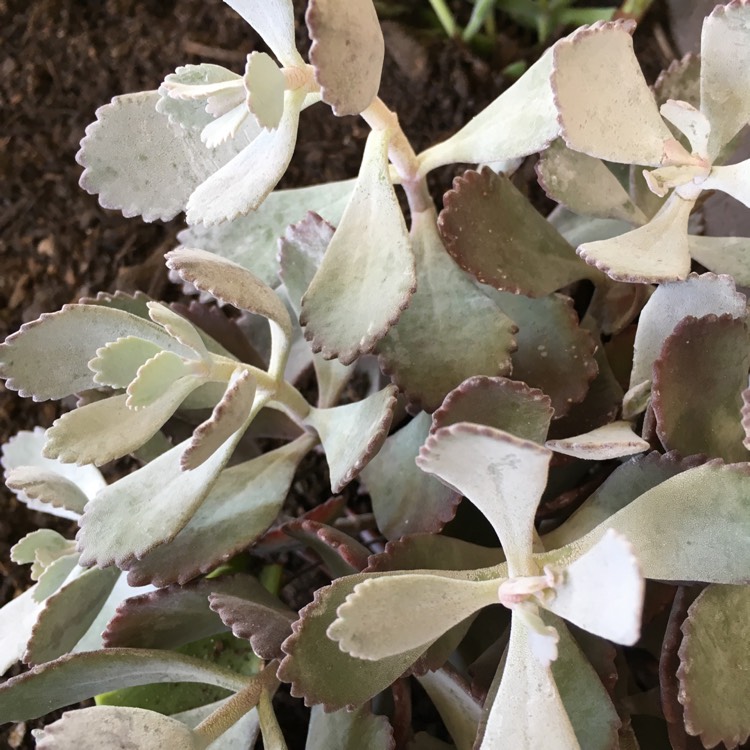 plant image 656316 plant image 656316