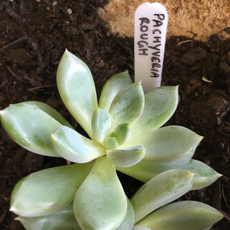 plant image 658127 plant image 658127