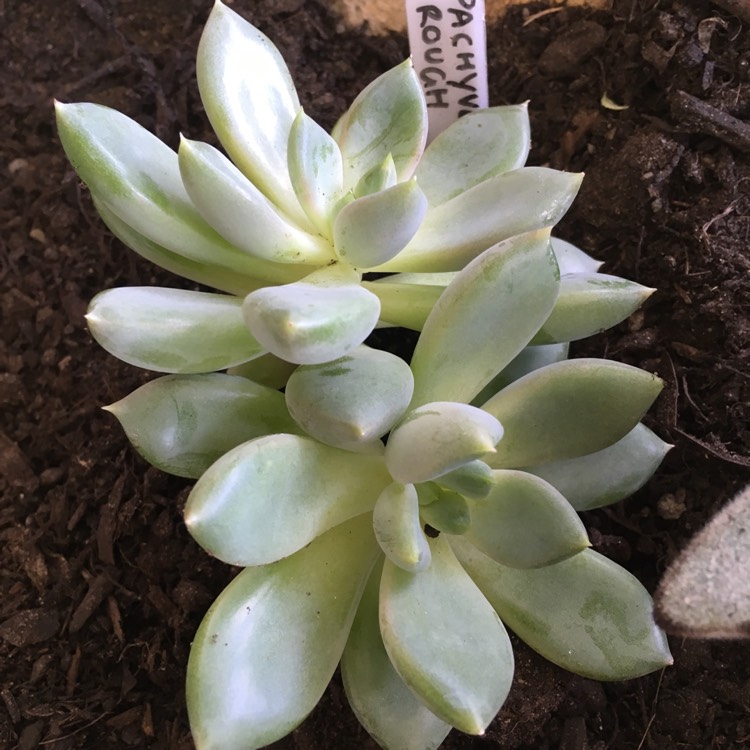 plant image 658129 plant image 658129
