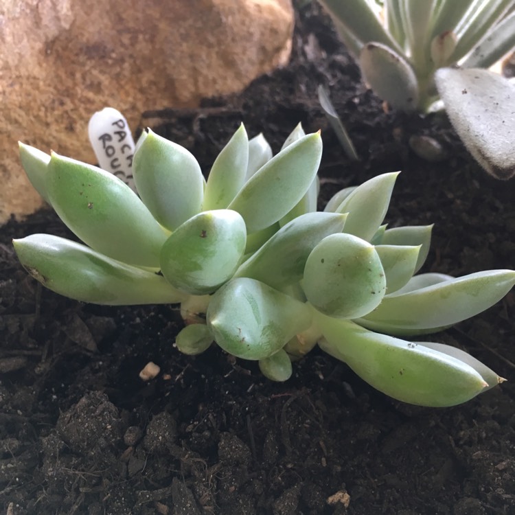 plant image 658131 plant image 658131