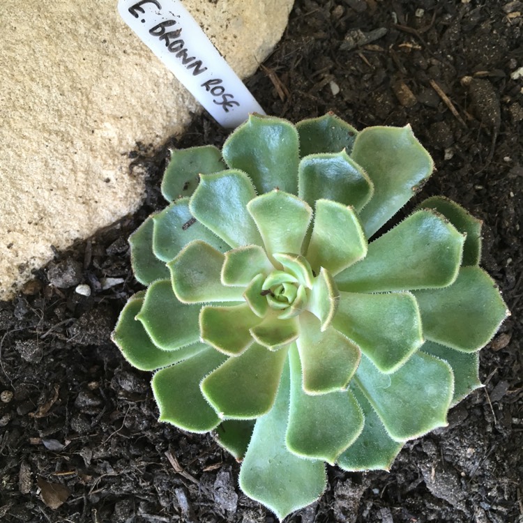 plant image 658140 plant image 658140