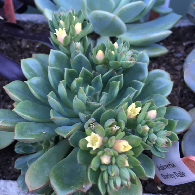 plant image 658270 plant image 658270