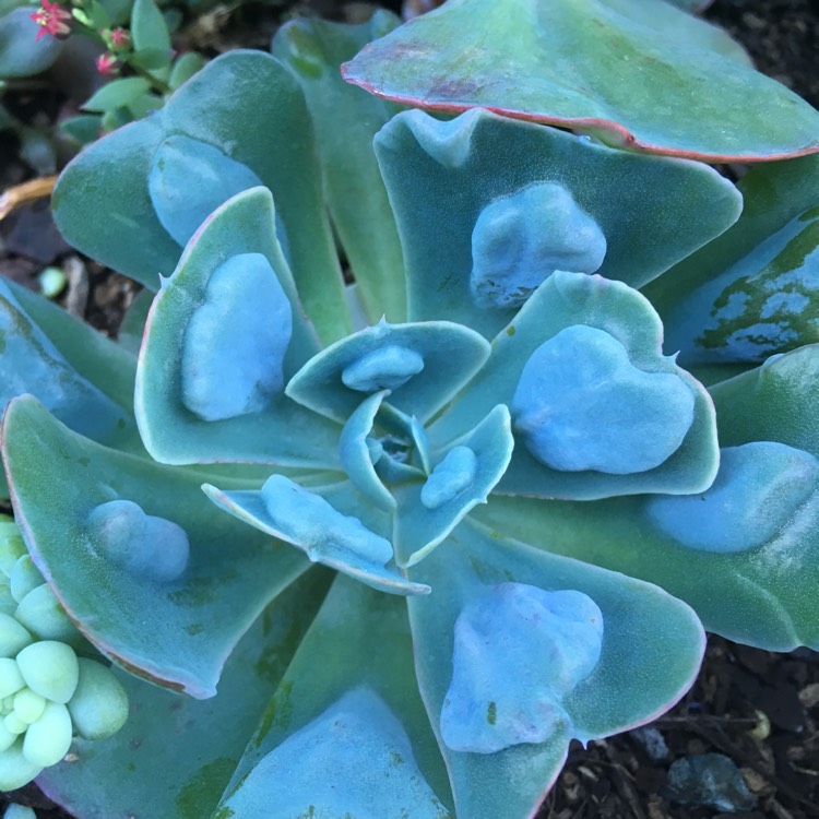 plant image 658277 plant image 658277