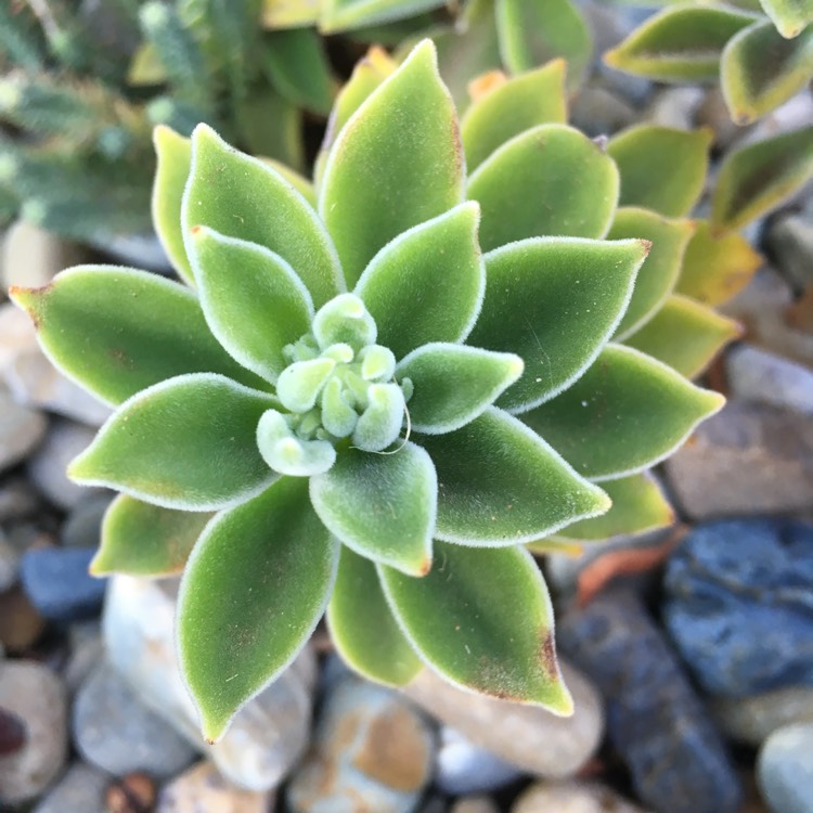 plant image 658282 plant image 658282
