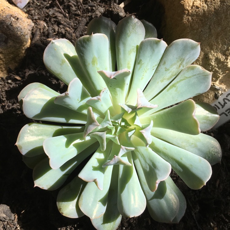 plant image 659774 plant image 659774