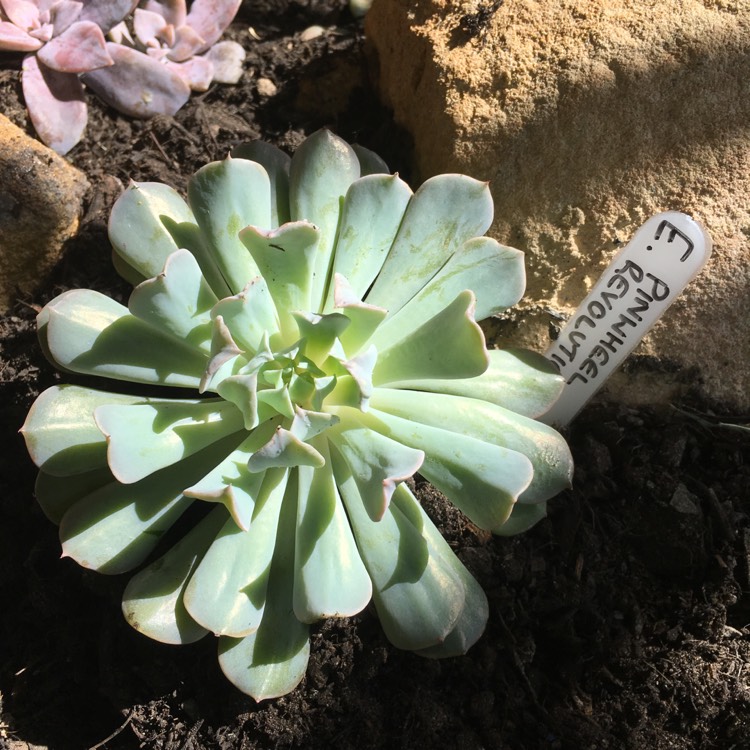 plant image 659775 plant image 659775