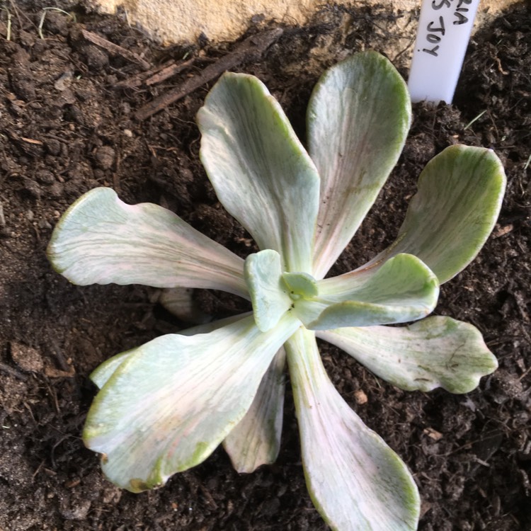 plant image 659880 plant image 659880