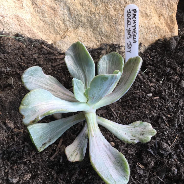 plant image 659883 plant image 659883