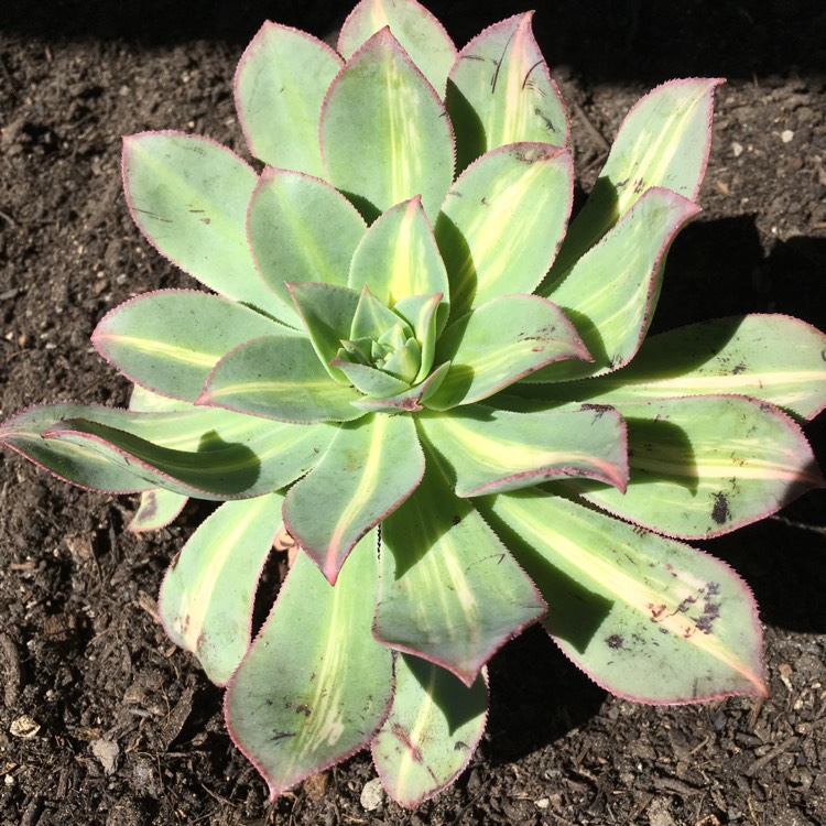 plant image 659903 plant image 659903