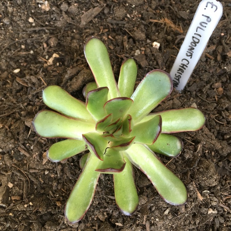 plant image 660781 plant image 660781