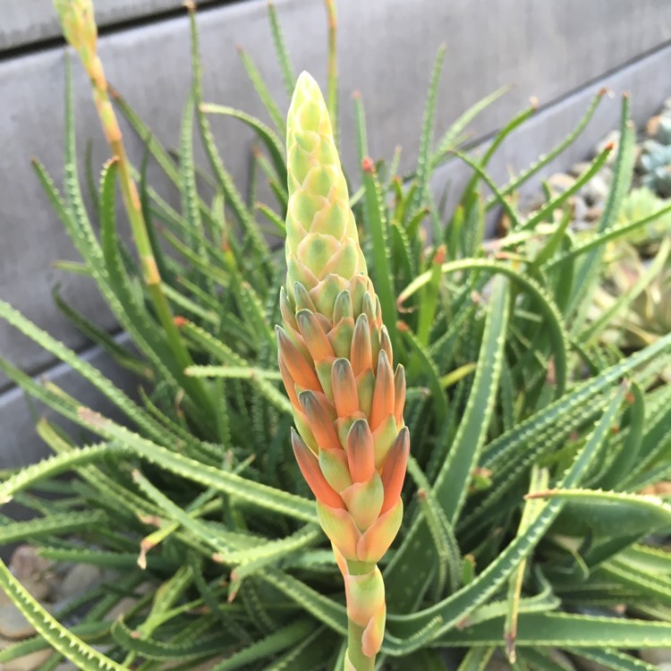 Plant image Aloe hybrid 'Firebird'