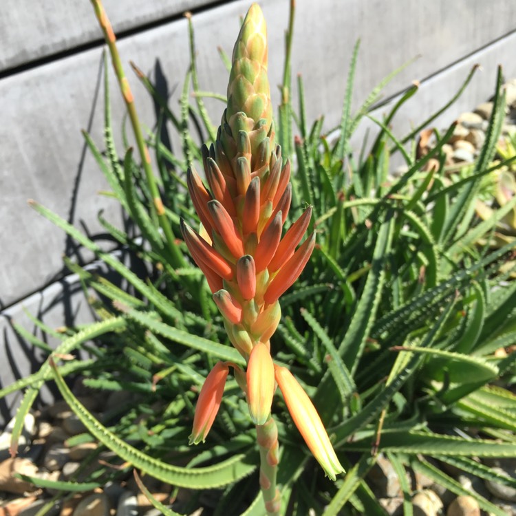 Plant image Aloe hybrid 'Firebird'
