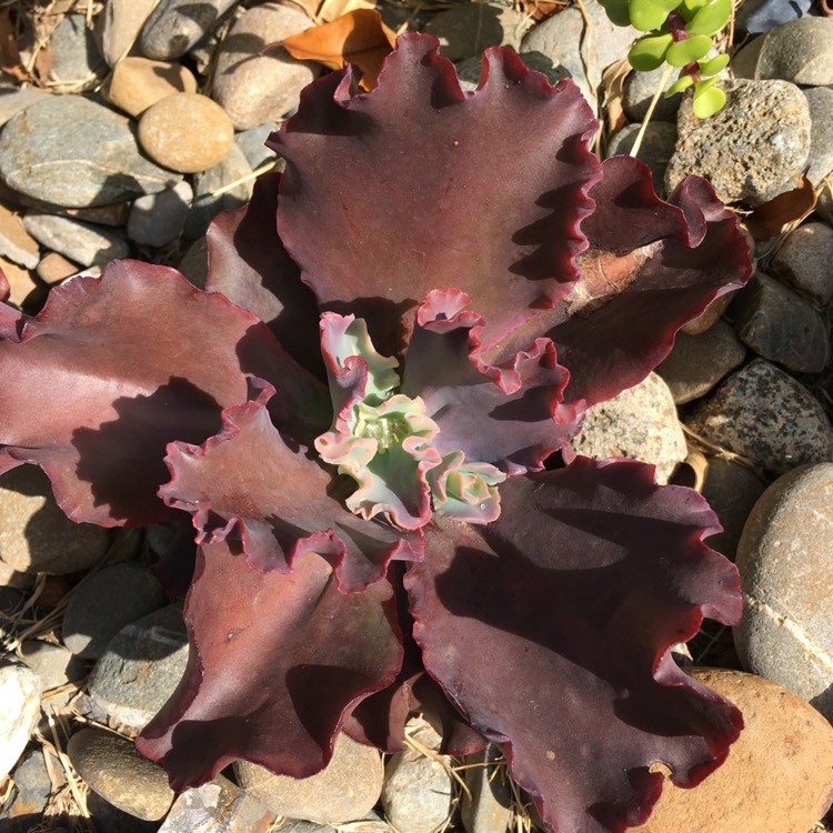 plant image 668939 plant image 668939