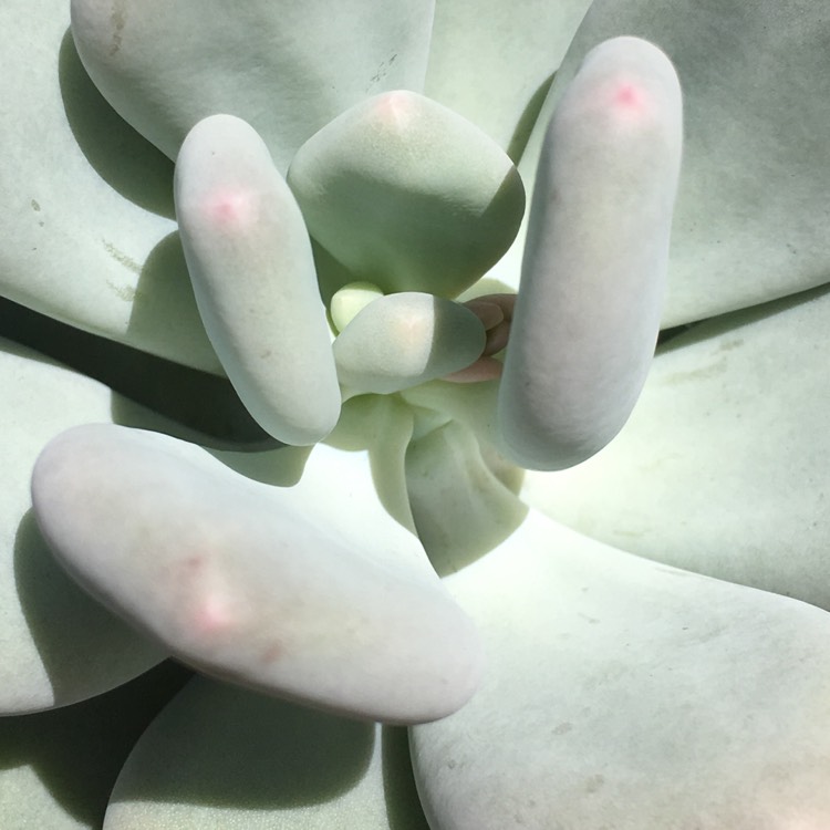 plant image 668950