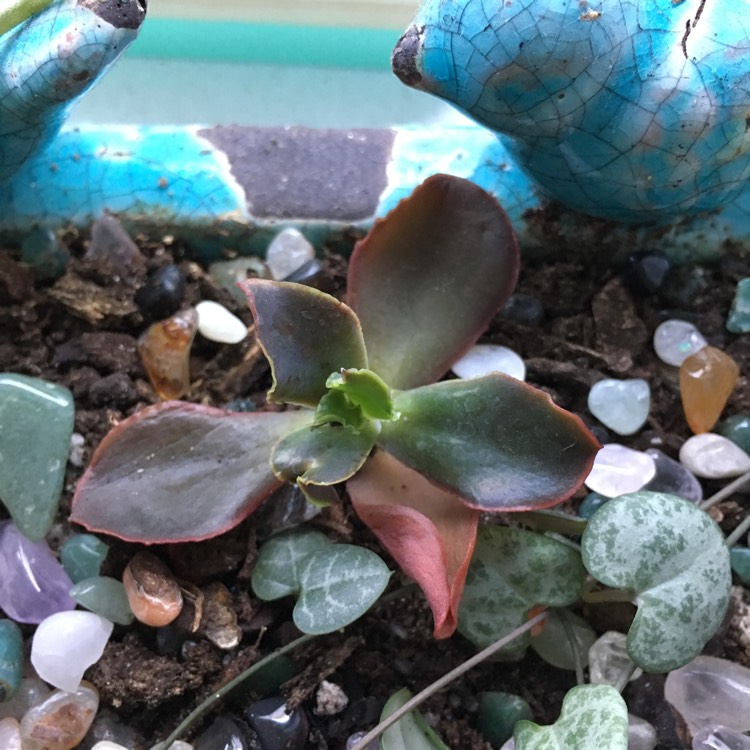 plant image 671896