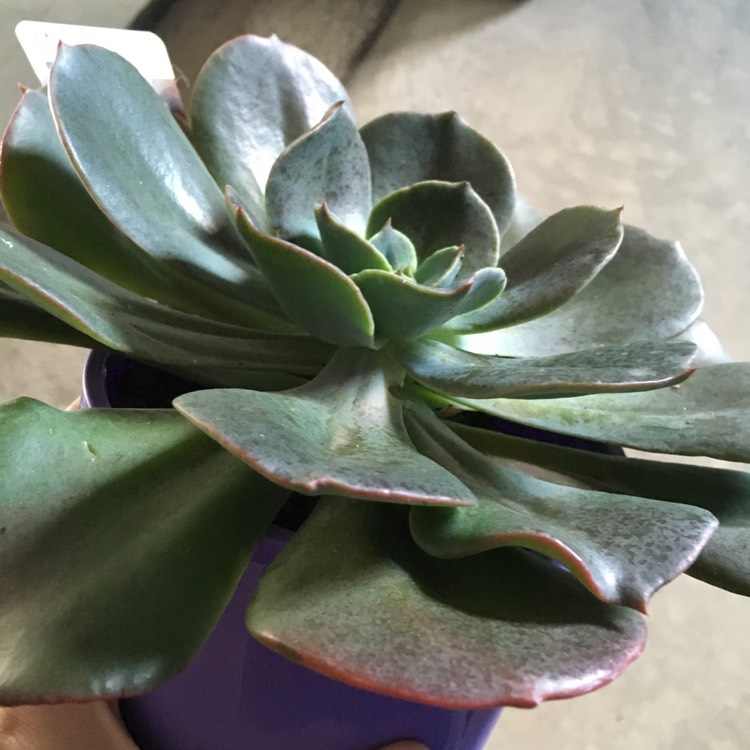 plant image 675089 plant image 675089