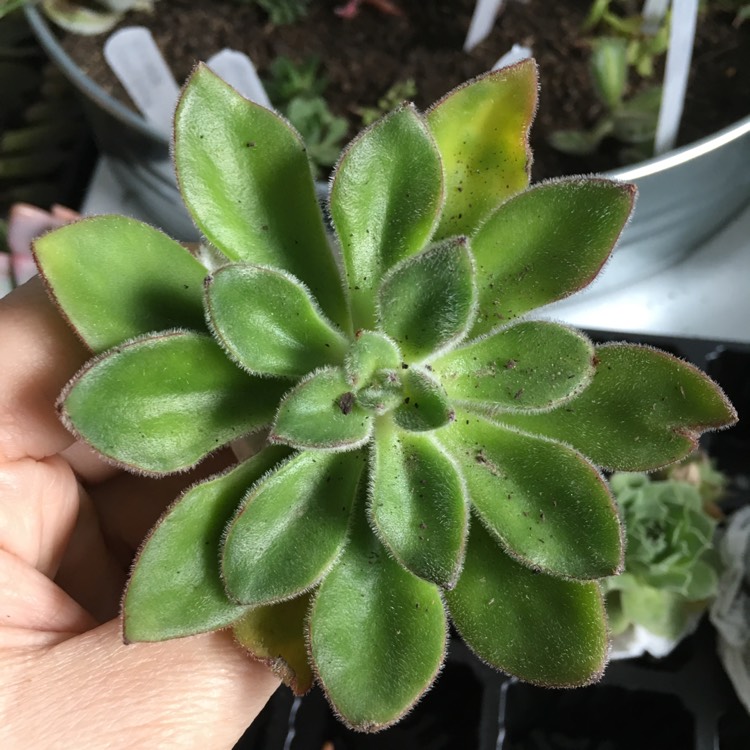 plant image 675129 plant image 675129