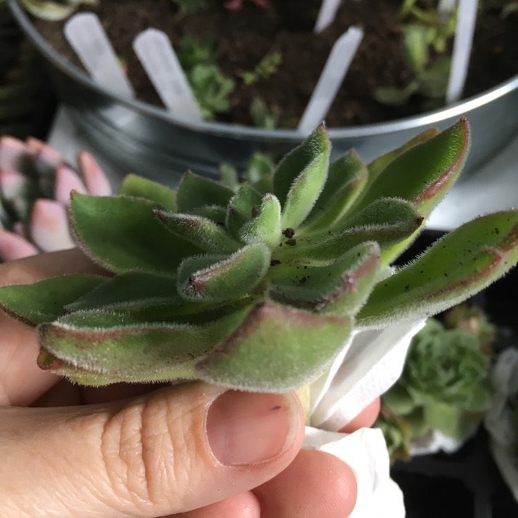 Plant image Echeveria Setosa Giant