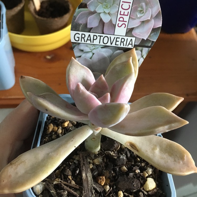 Plant image Graptopetalum Victor Kane
