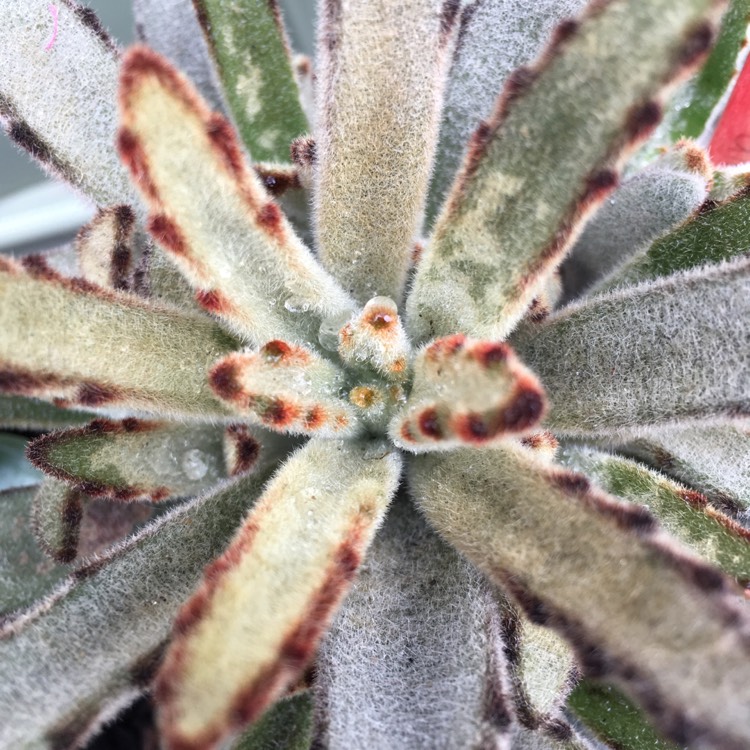 Plant image Kalanchoe Tomentosa Golden Girl