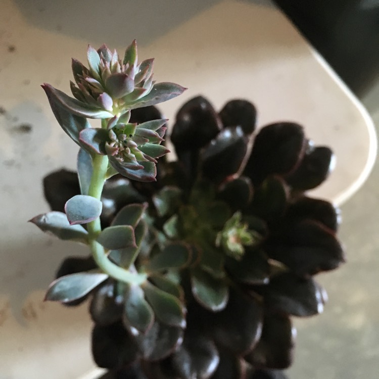 plant image 676158 plant image 676158