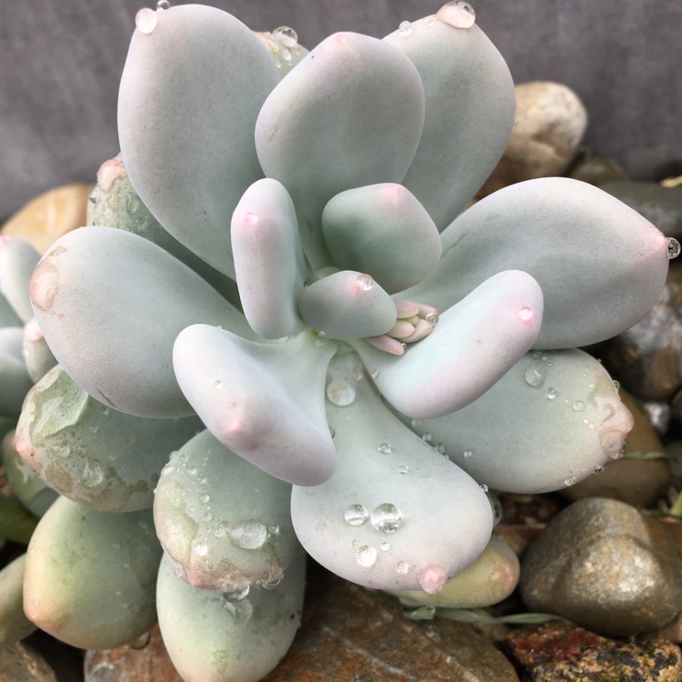 plant image 676270