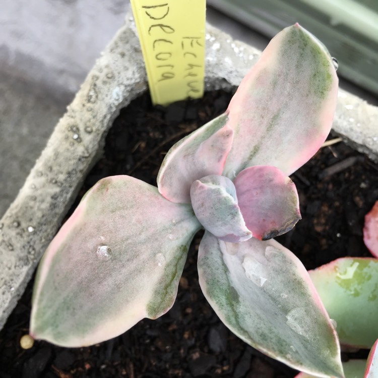 plant image 676297 plant image 676297