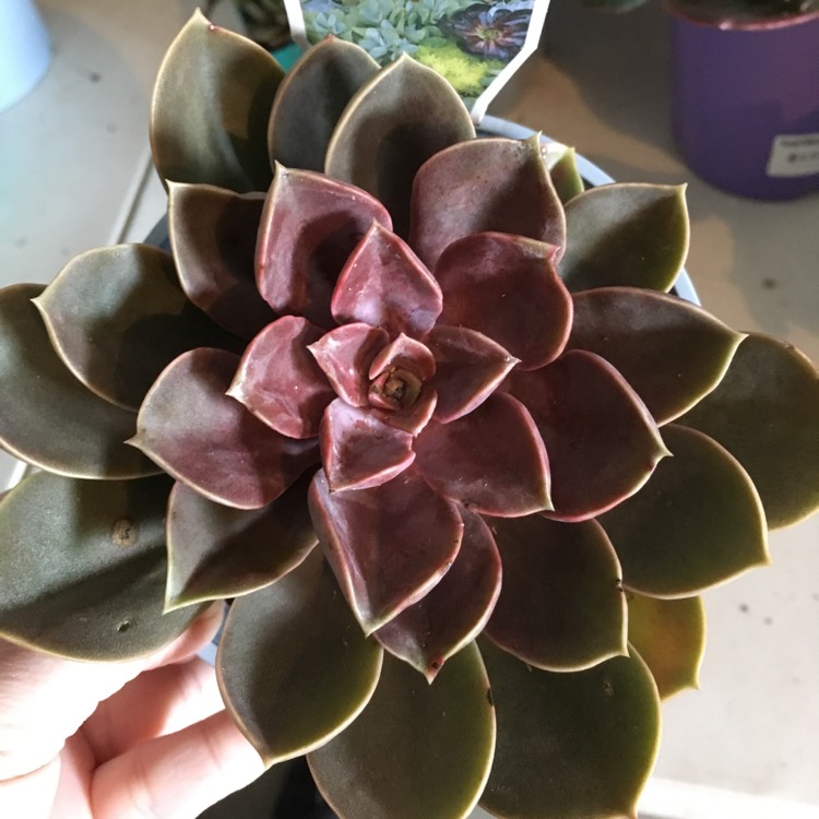 plant image 677271