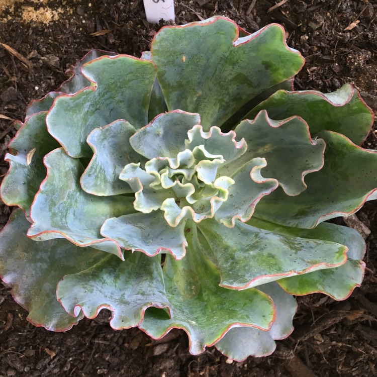 plant image 683048 plant image 683048