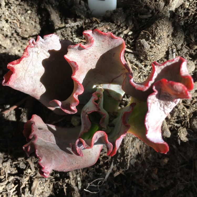 plant image 683055 plant image 683055