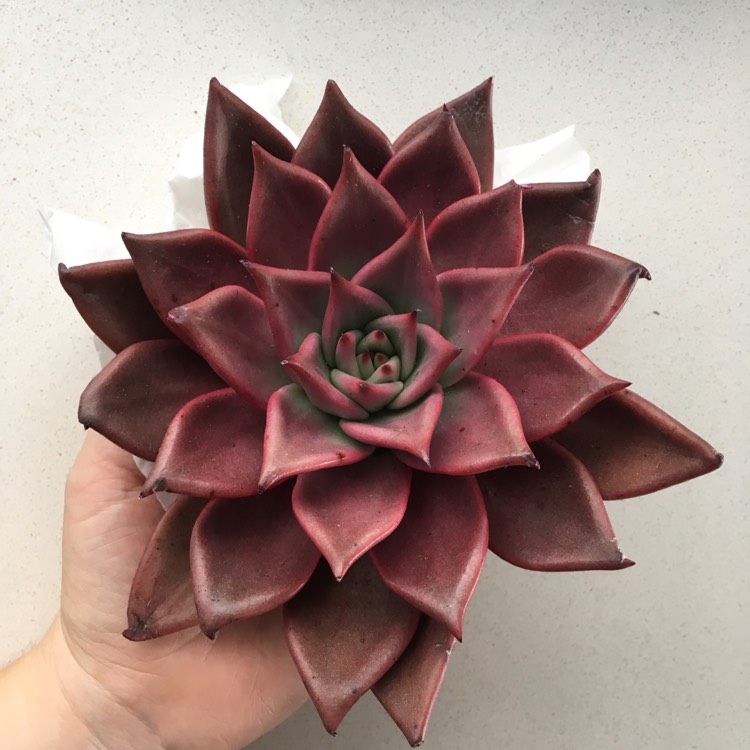 Plant image Echeveria Agavoides Romeo