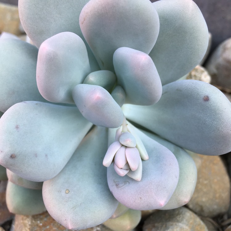 plant image 689919