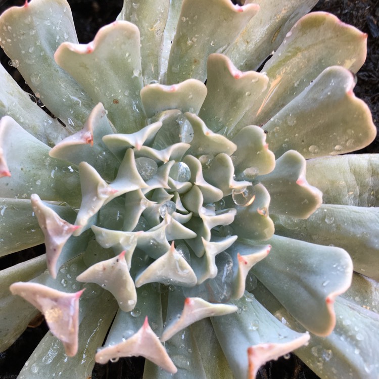 Plant image Echeveria Pinwheel Revolution
