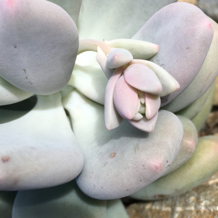 plant image 696868