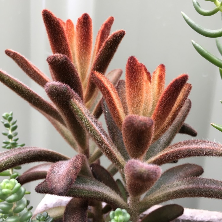 Plant image Kalanchoe Tomentosa 'Dorothy Brown'