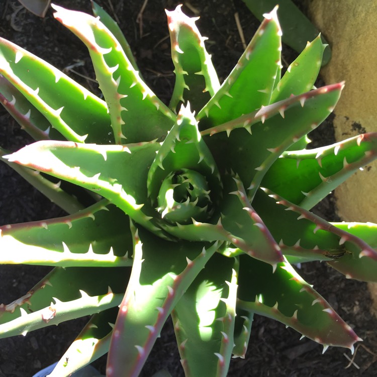 Plant image Aloe nobilis